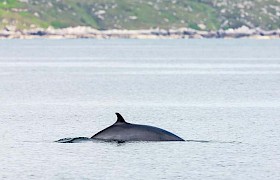 A Minke whale by guest Nigel Spencer