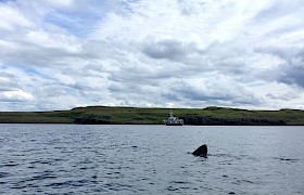 Basking Shark off Eigg