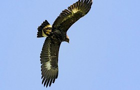 Golden Eagle, Canna, Small Isles Nigel Spencer
