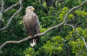 Guest Bob Brewer white-tailed eagle