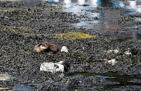 Tobermory otter September cruise