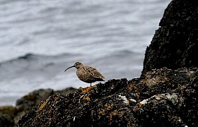 Whimbrel on the Shiants Lynsey Bland