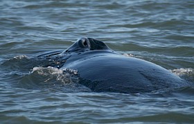Humpback Whale Conor Ryan